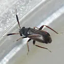 Alepidiella heidemanni - photo 2