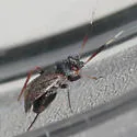 Alepidiella heidemanni - photo 3