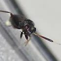Alepidiella heidemanni - photo 4
