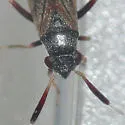 Alepidiella heidemanni - photo 5