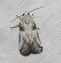 Aleptina aleptivoides - Hodges#9072
