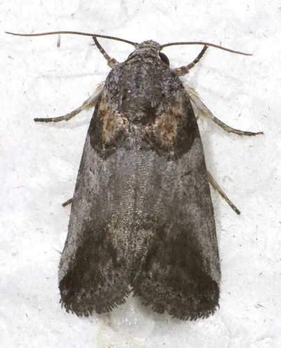 Aleptina clinopetes - Hodges#9072.1