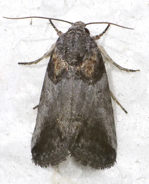 Aleptina clinopetes - Hodges#9072.1 - photo 2