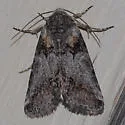 Aleptina inca - Hodges#9071