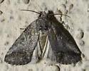 Aleptina inca - Hodges#9071 - photo 2