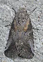 Aleptina inca - Hodges#9071 - photo 3