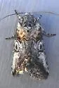 Aleptina inca - Hodges#9071 - photo 4