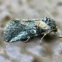Aleptina inca - Hodges#9071 - photo 5