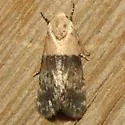 Aleptina semiatra - Hodges#9165