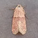 Aleptina semiatra - Hodges#9165 - photo 4
