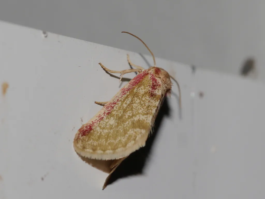 Aleptinoides ochrea - Hodges#9839 - photo 2