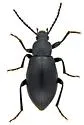 Alethia liebecki