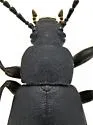 Alethia liebecki - photo 2