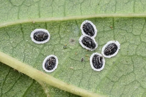 Orange spiny whitefly