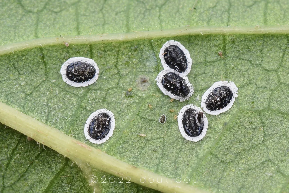 Orange spiny whitefly - photo 3