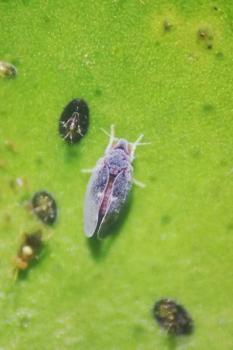 Citrus Blackfly - photo 2