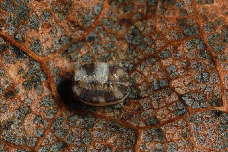 Aleurochiton forbesii