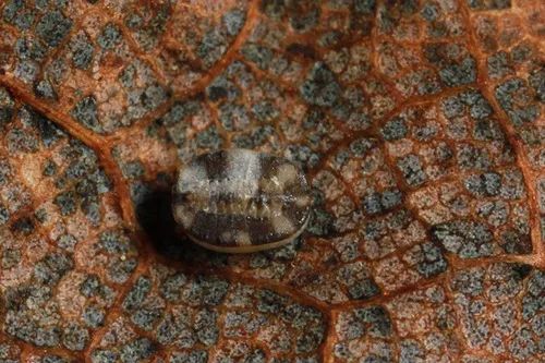 Aleurochiton forbesii - photo 2