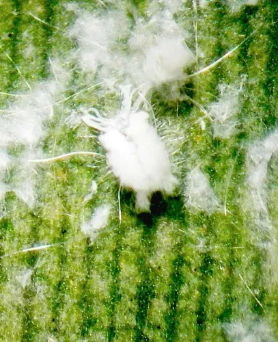 Spiraling Whitefly