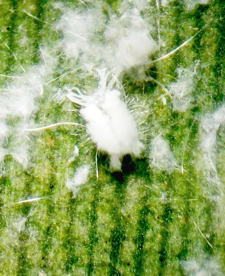 Spiraling Whitefly - photo 2
