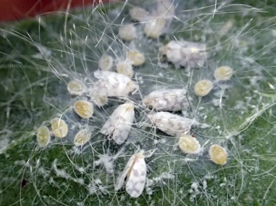 Giant Whitefly