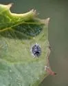 Aleuroparadoxus iridescens