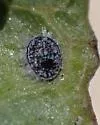Aleuroparadoxus iridescens - photo 2
