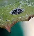 Aleuroparadoxus iridescens - photo 3