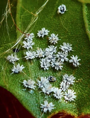 Crown Whitefly