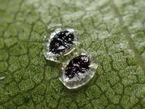 Aleuroplatus gelatinosus