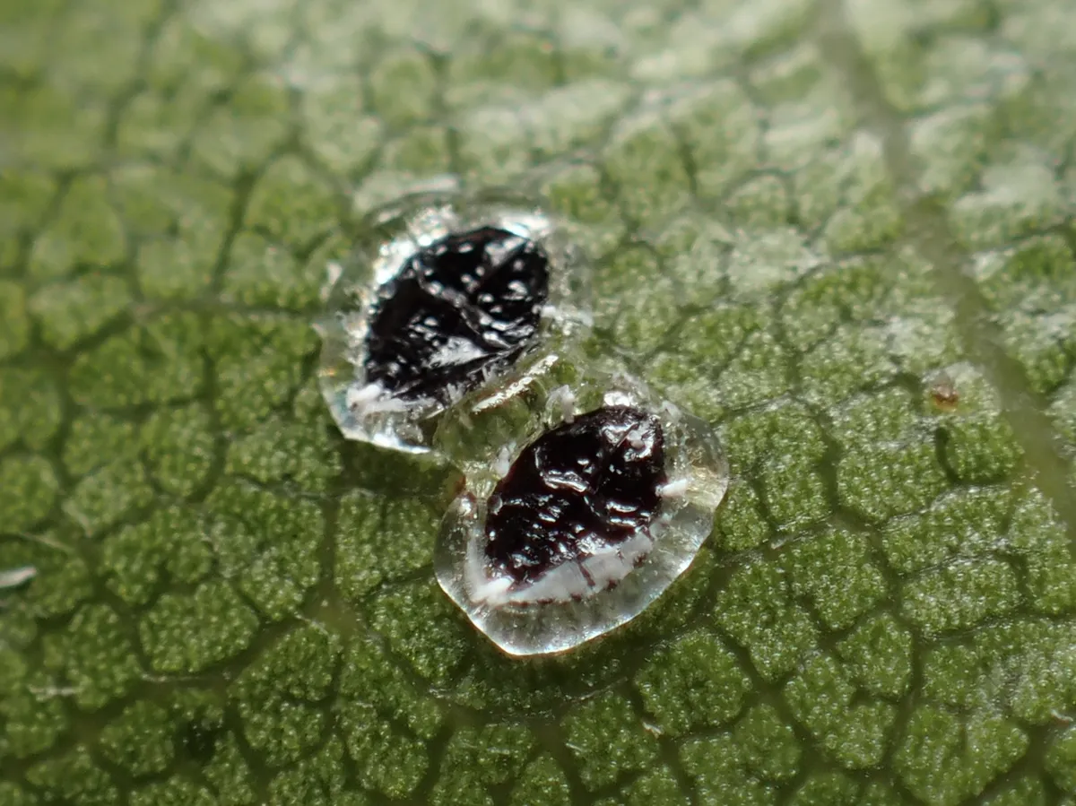 Aleuroplatus gelatinosus - photo 2