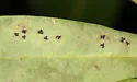 Aleuroplatus incisus - photo 4