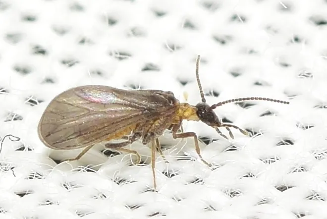 Aleuropteryx remane - photo 3