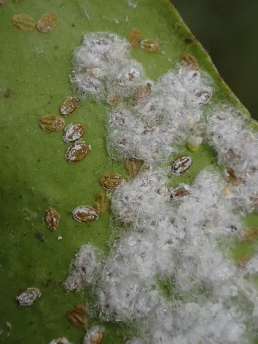 Woolly Whitefly