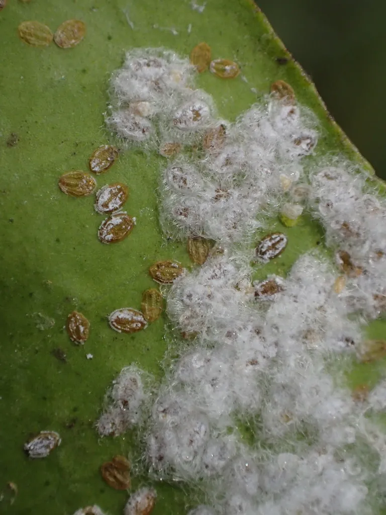 Woolly Whitefly - photo 3
