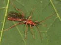Alexeter canaliculatus - photo 2