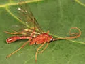 Alexeter canaliculatus - photo 3
