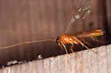 Alexeter canaliculatus - photo 4