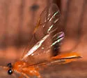 Alexeter canaliculatus - photo 5