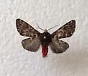 Alexicles aspersa - Hodges#8143 - photo 2