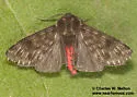 Alexicles aspersa - Hodges#8143 - photo 3