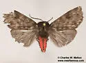 Alexicles aspersa - Hodges#8143 - photo 4