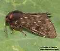 Alexicles aspersa - Hodges#8143 - photo 5