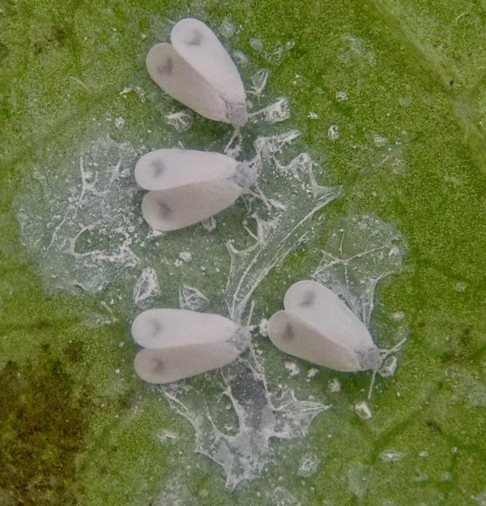 honeysuckle whitefly - photo 2