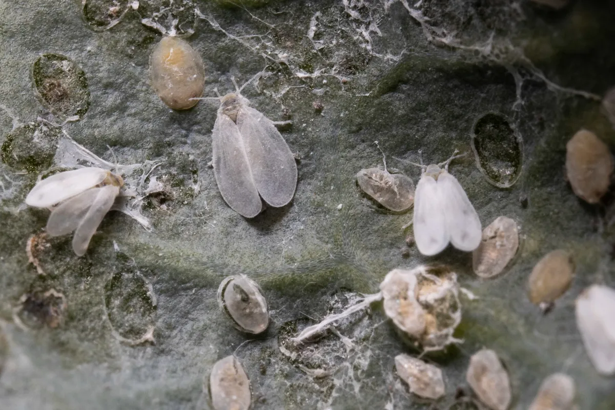 Whiteflies - photo 2