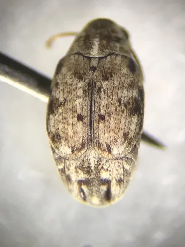 Algarobius bottimeri