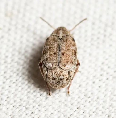 Algarobius bottimeri - photo 3