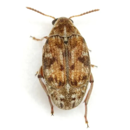 Algarobius bottimeri - photo 4