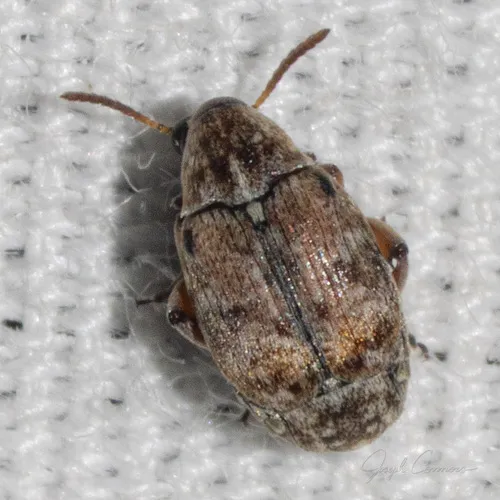 Algarobius bottimeri - photo 5