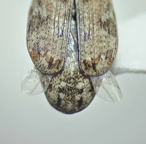 Algarobius bottimeri - photo 6